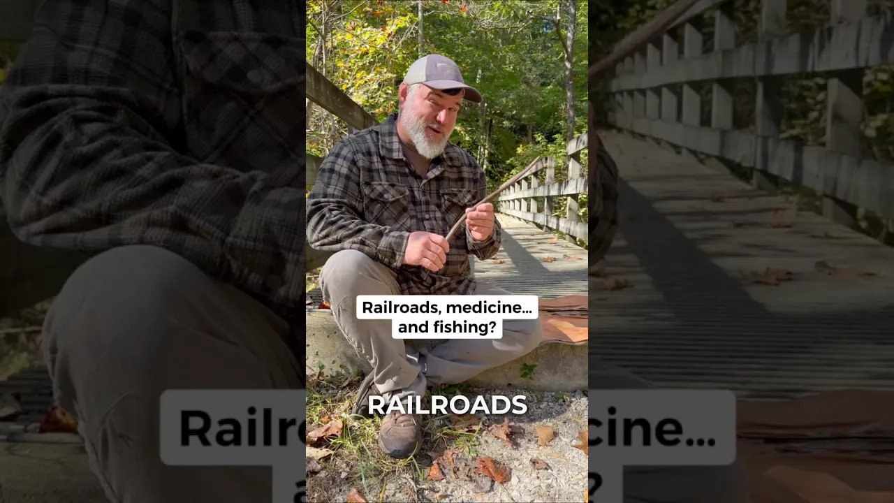 Catalpa tree: railroad timber, fishing bait & flying seeds #shorts