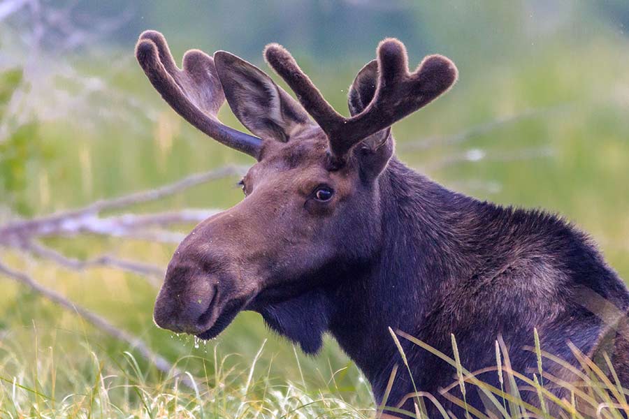 Two moose lethally removed from highway interchange by Fish and Game in ...