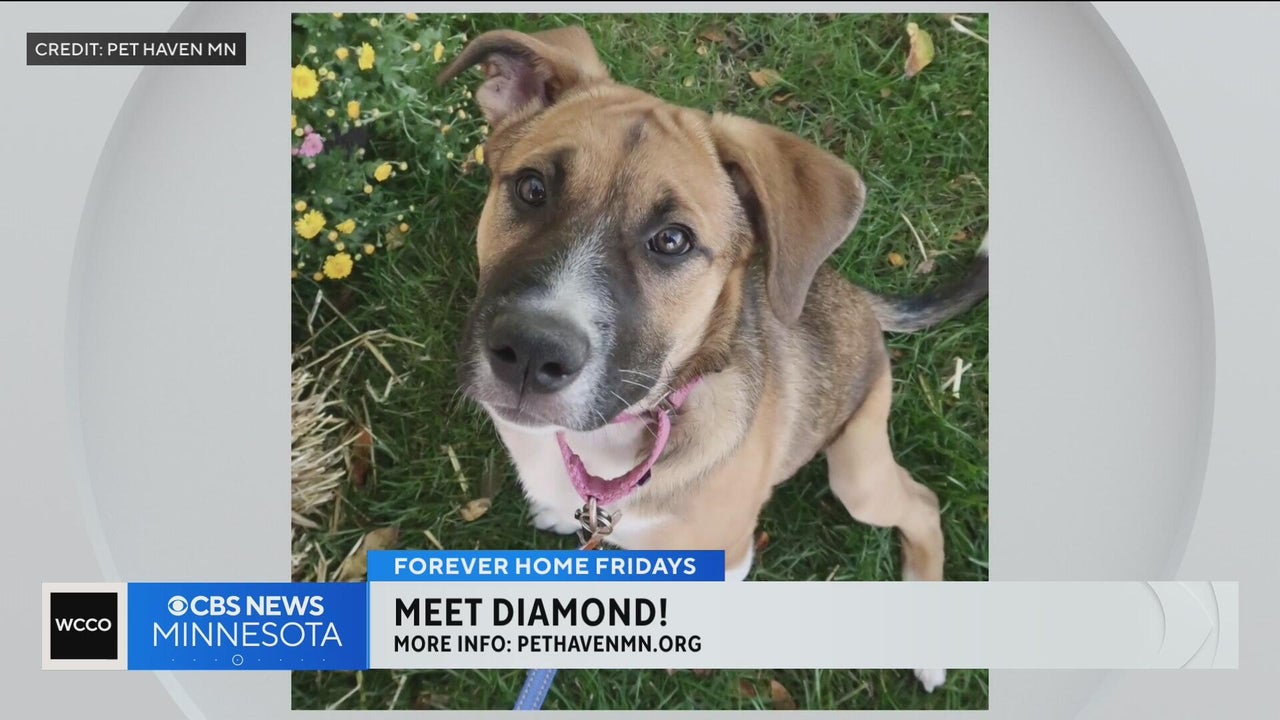 Meet Diamond, a German shepherd mix rescued with two leg fractures and ...