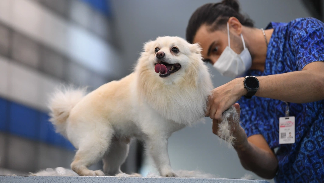 Home pet grooming essentials