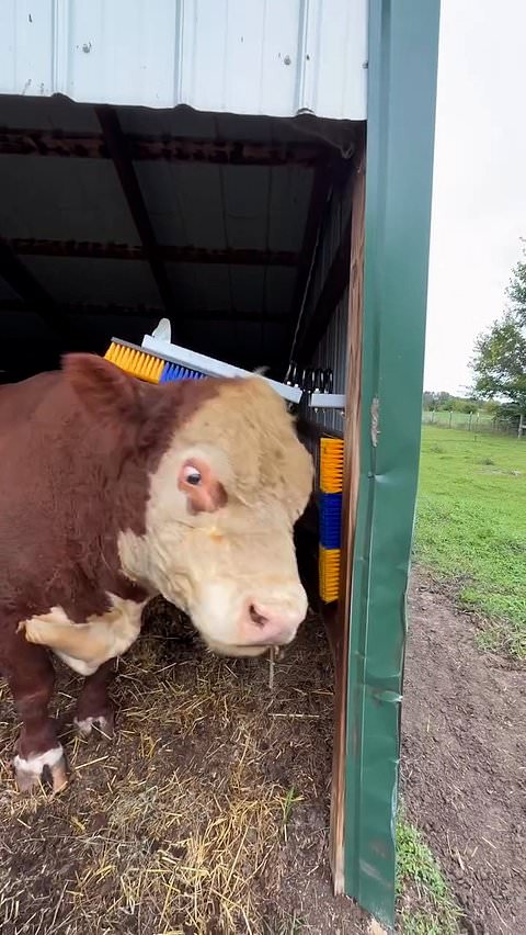 Bull gets excited over his birthday present