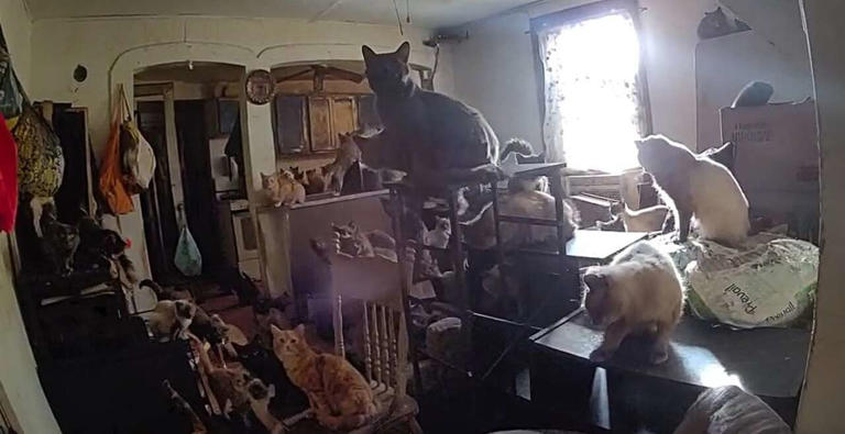 Two charged after over 100 cats rescued from Catskill apartment
