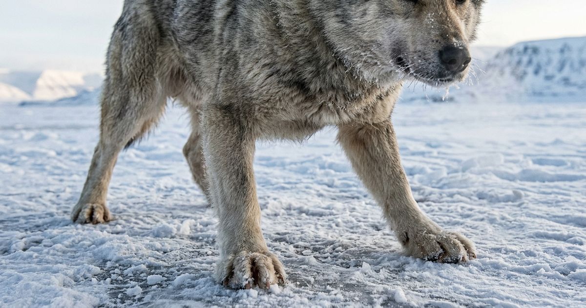 Cães de trenó de até 2 mil anos tinham patas 6% mais curtas para puxar ...