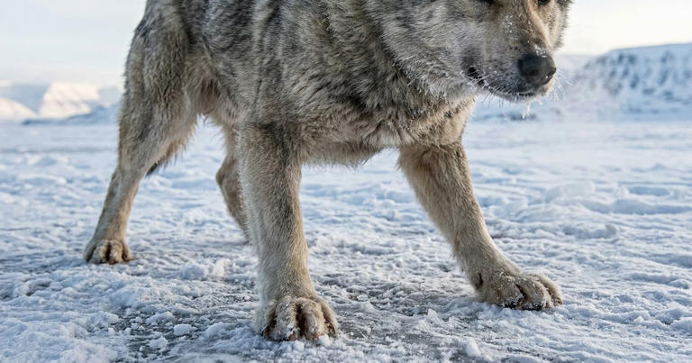 Cães de trenó de até 2 mil anos tinham patas 6% mais curtas para puxar ...