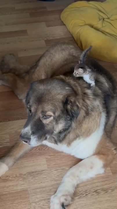 Stray Shepherd Dog Calmly Lets Kitten Climb All Over Them