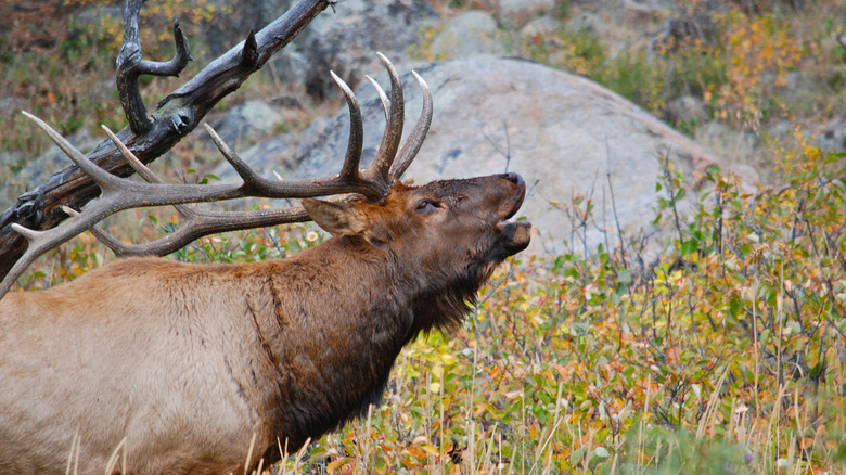 Everything you need to know about elk meat