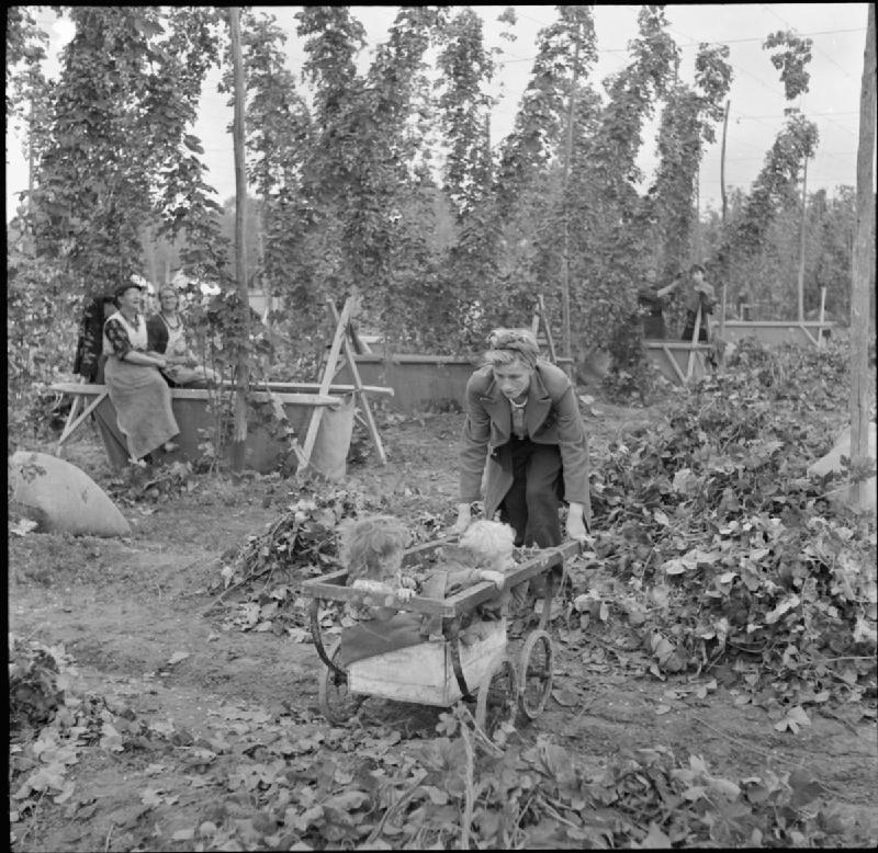 16 things that were normal at the hop harvest in 1955 that no farm ...