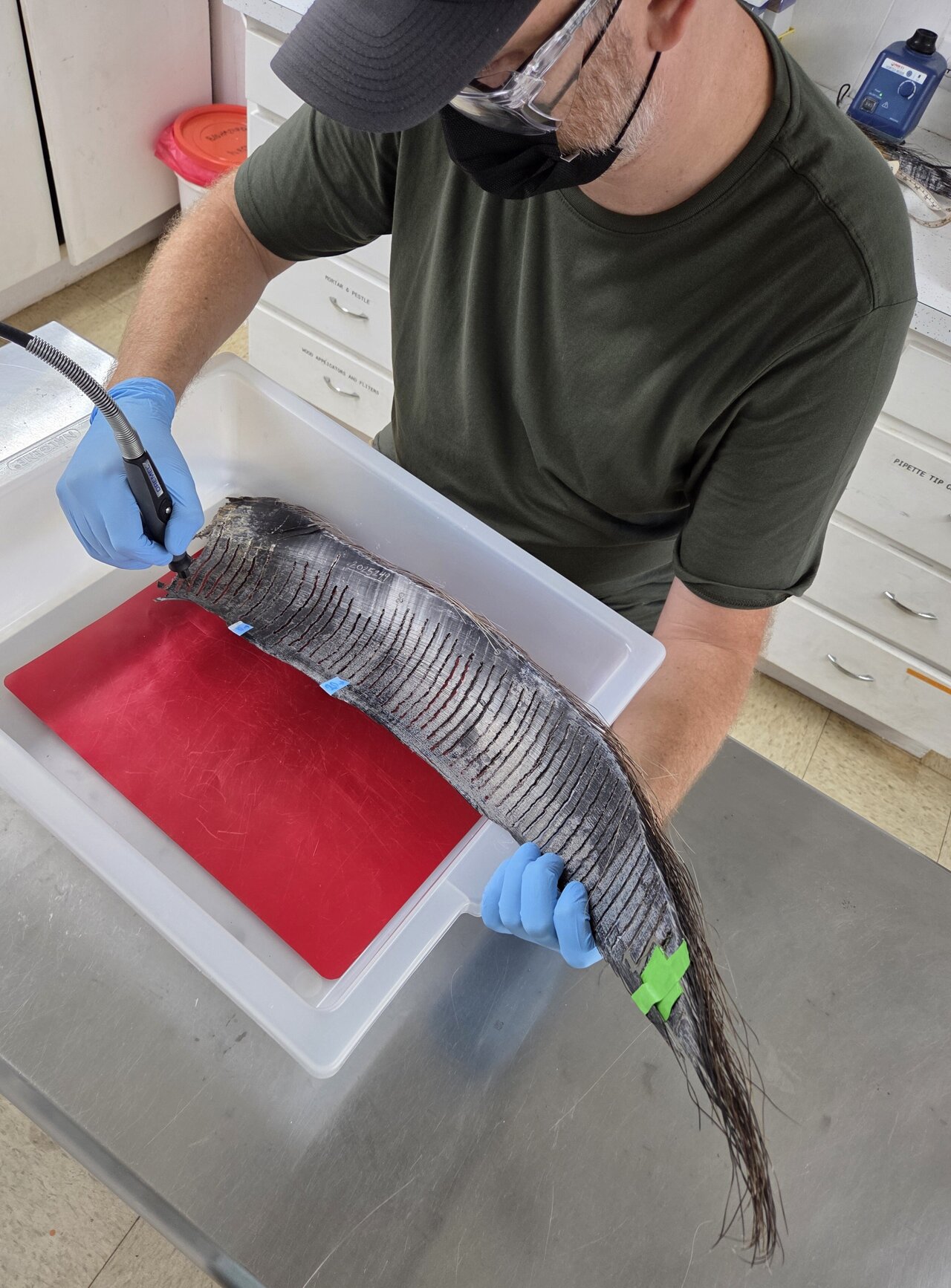 Marine heat waves suppress nutrient use, reproductive flexibility in ...