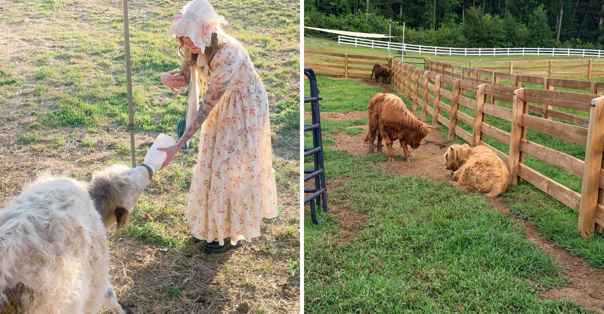 This Virginia farm lets you cuddle fluffy mini Highland cows, brush ...