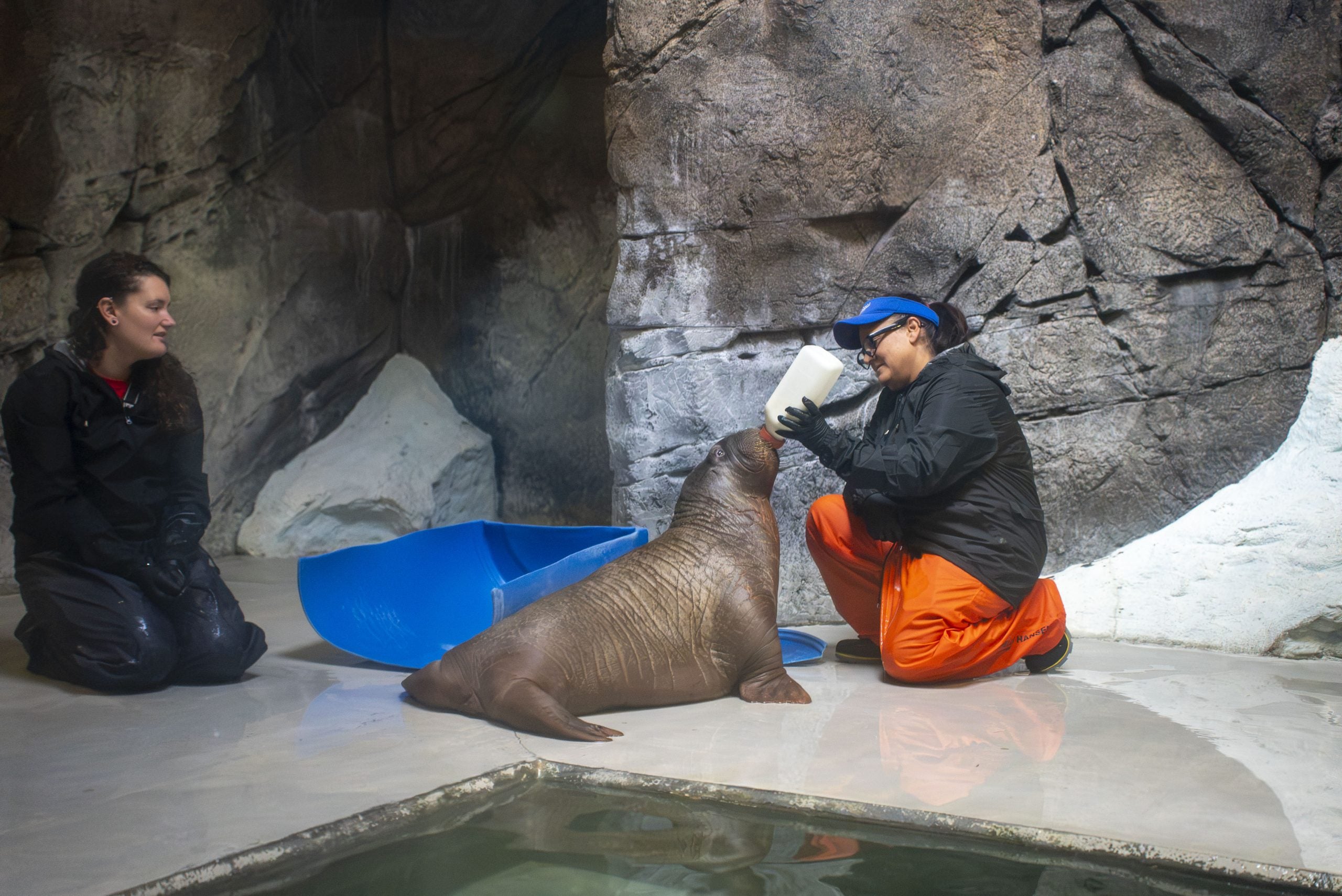 Watch: Orphaned baby walrus rescued in Alaska finds new home over 4,000 ...