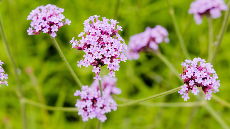 15 perennial plants that grow well in gravel landscapes