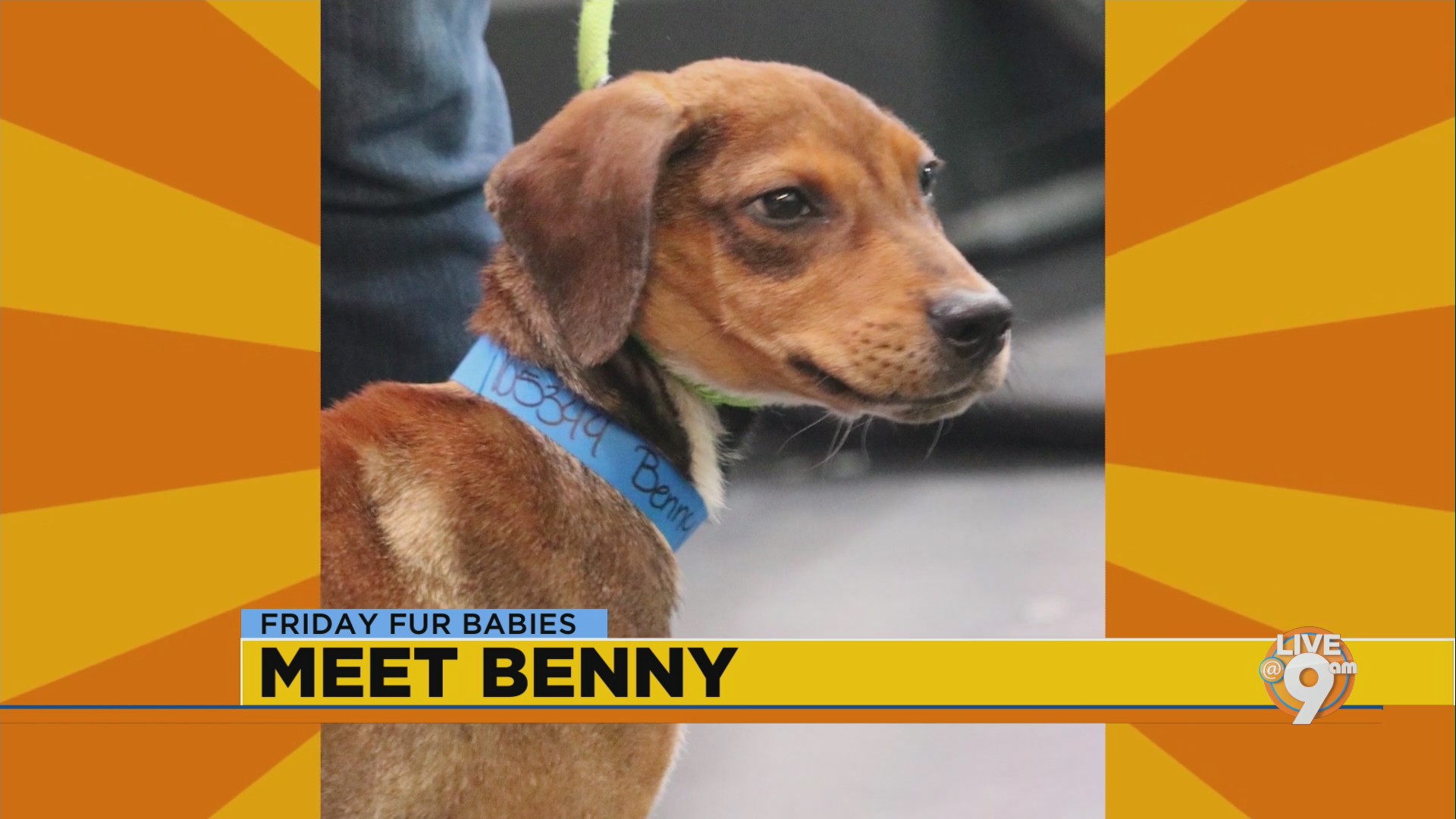 Friday fur babies: Meet Benny