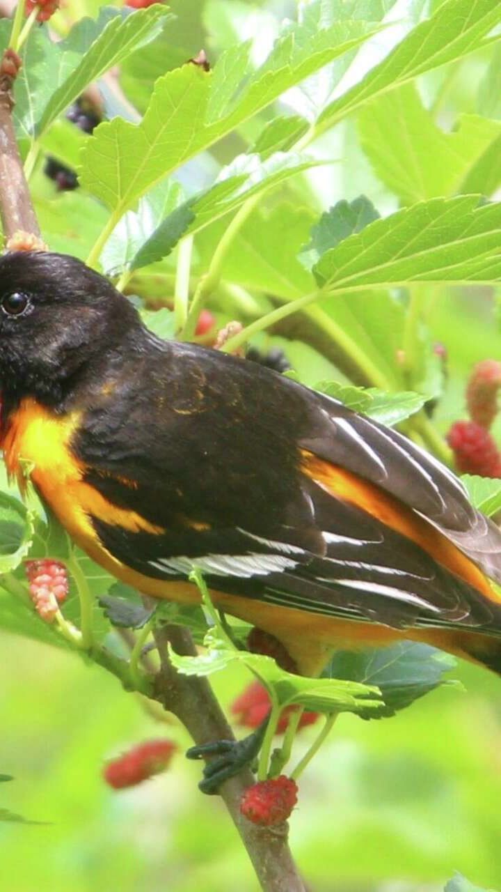 Why you're suddenly seeing these birds all over Houston