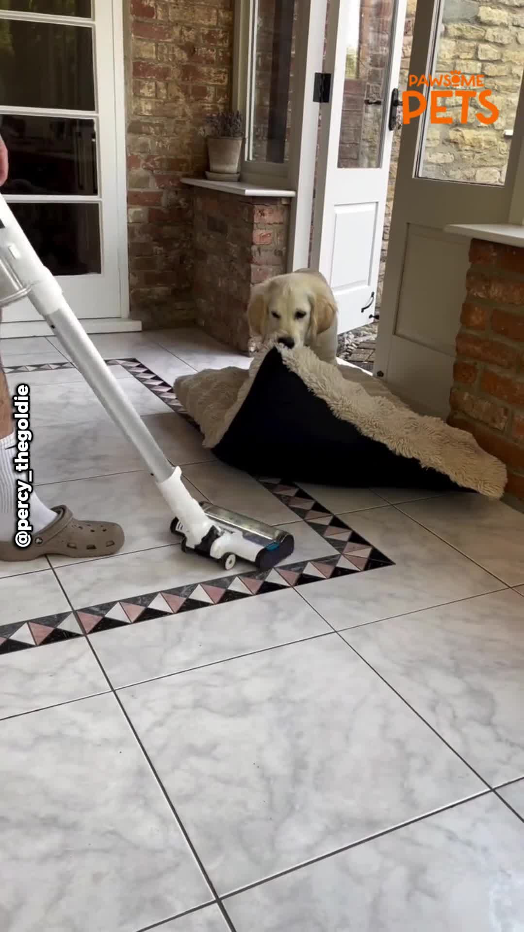 Dog owner discovers golden retriever has an unexpected trick for ...