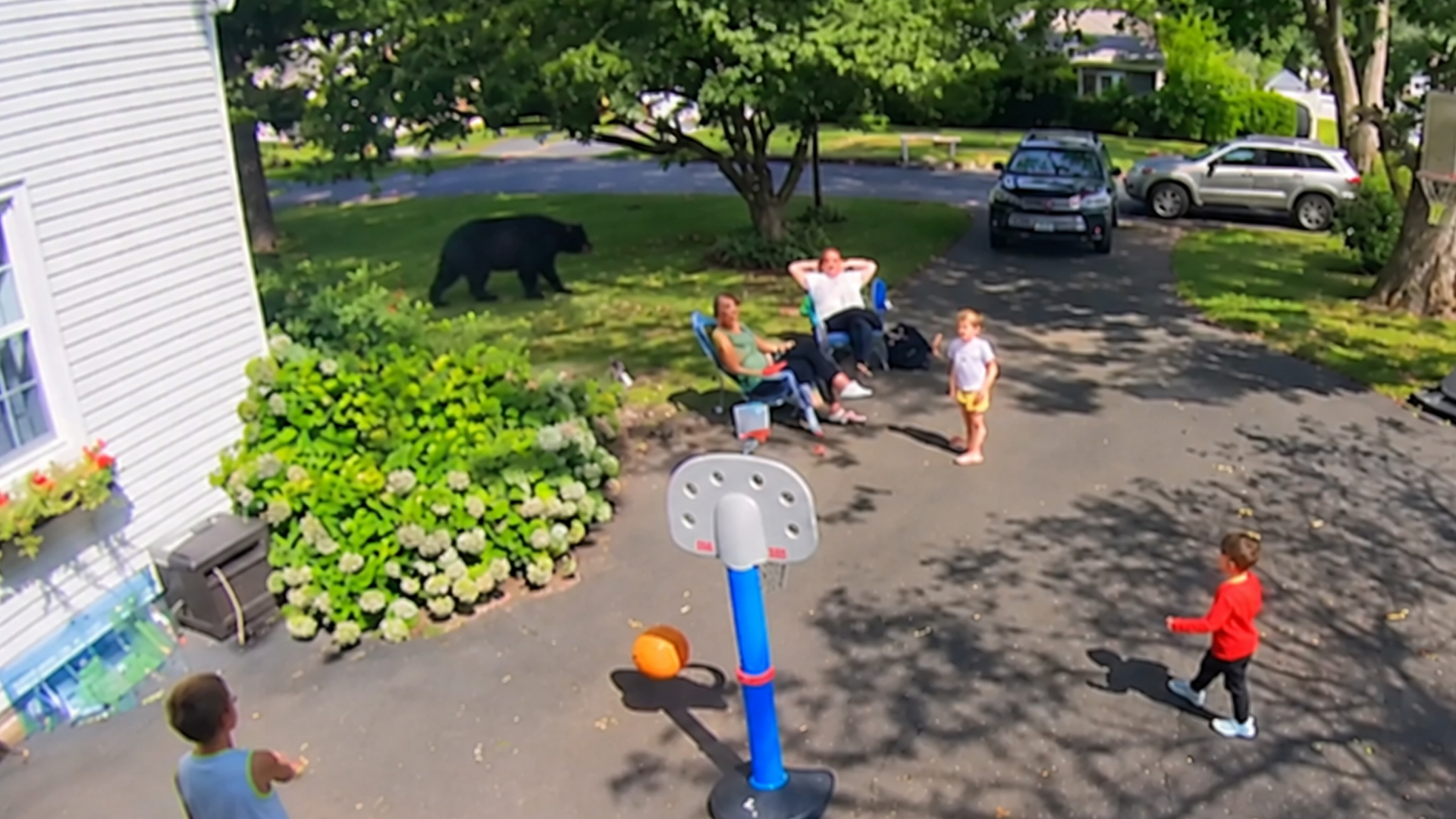 Terrifying backyard animal encounters caught on camera
