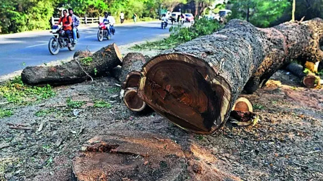 608 trees saved from immediate felling? RTI shows how Maharashtra’s ...