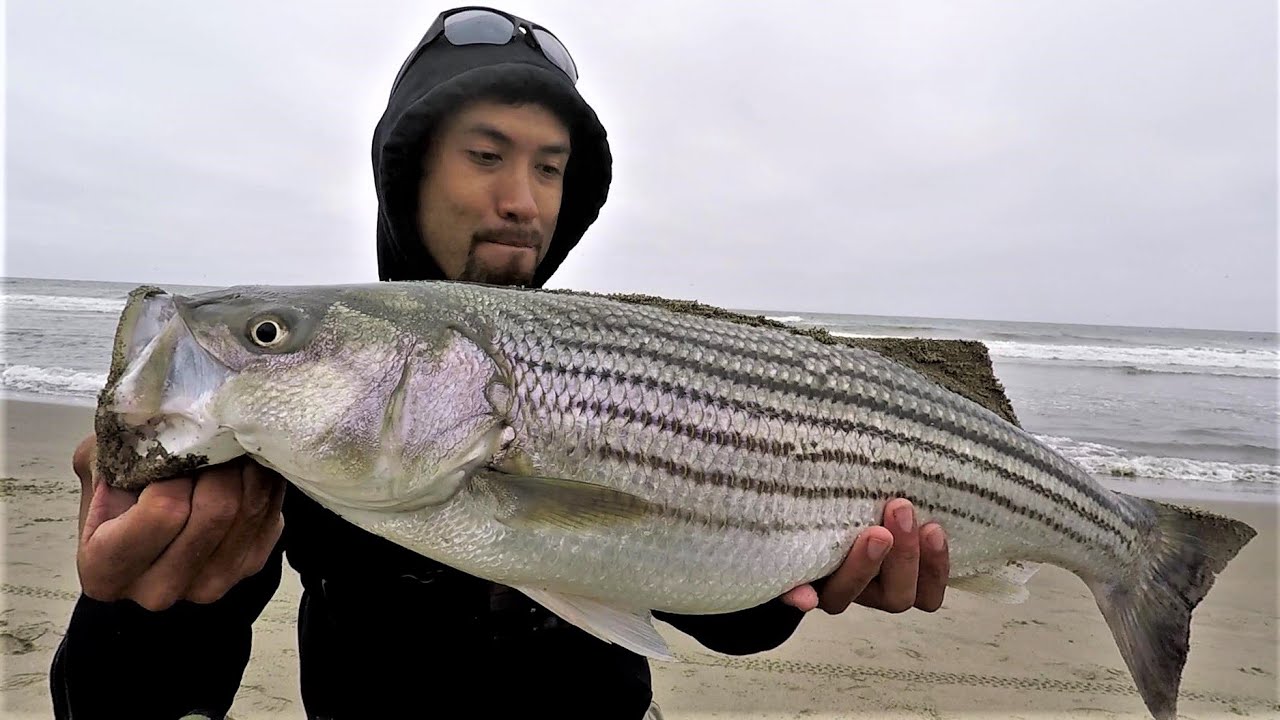 The most epic striped bass surf session! Live anchovies washed on shore!