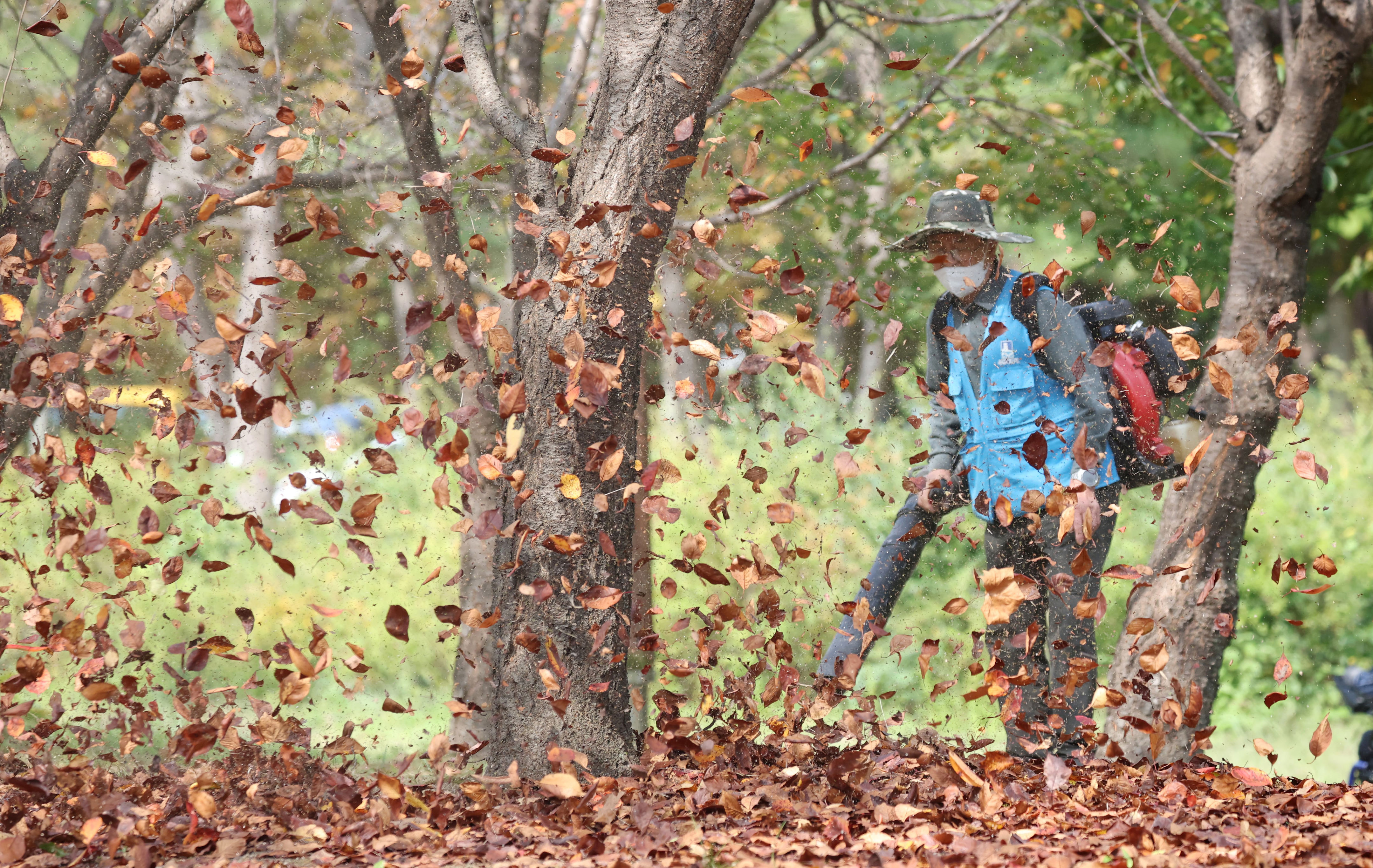 Premature leaf drop plagues South Korean forests