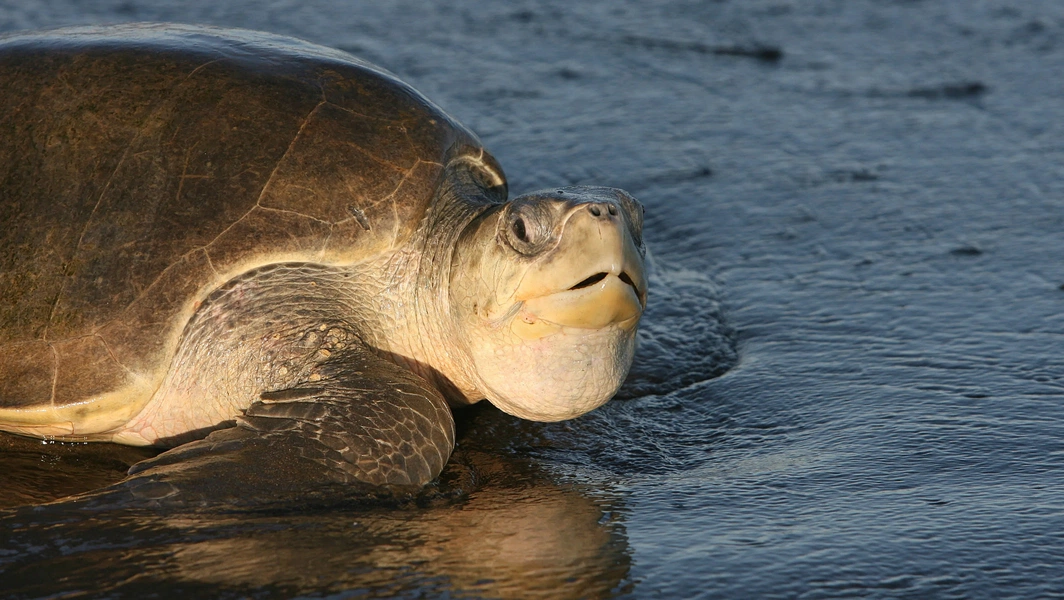 Life and conservation of Kemp’s ridley sea turtles