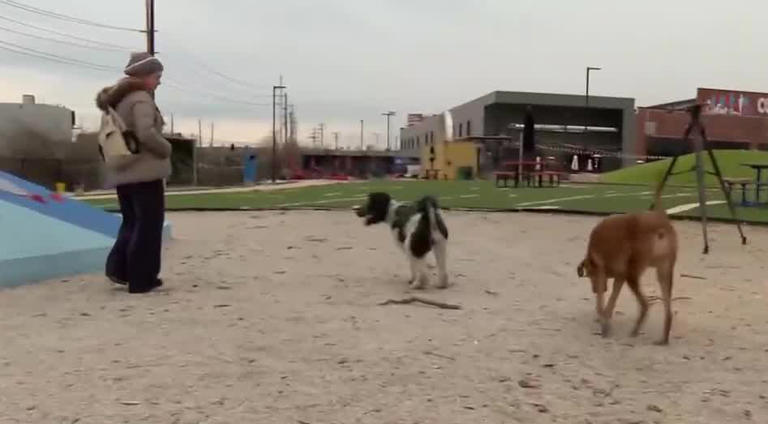 St. Louis dog park K9 Garden closing after 10 months, citing operating ...