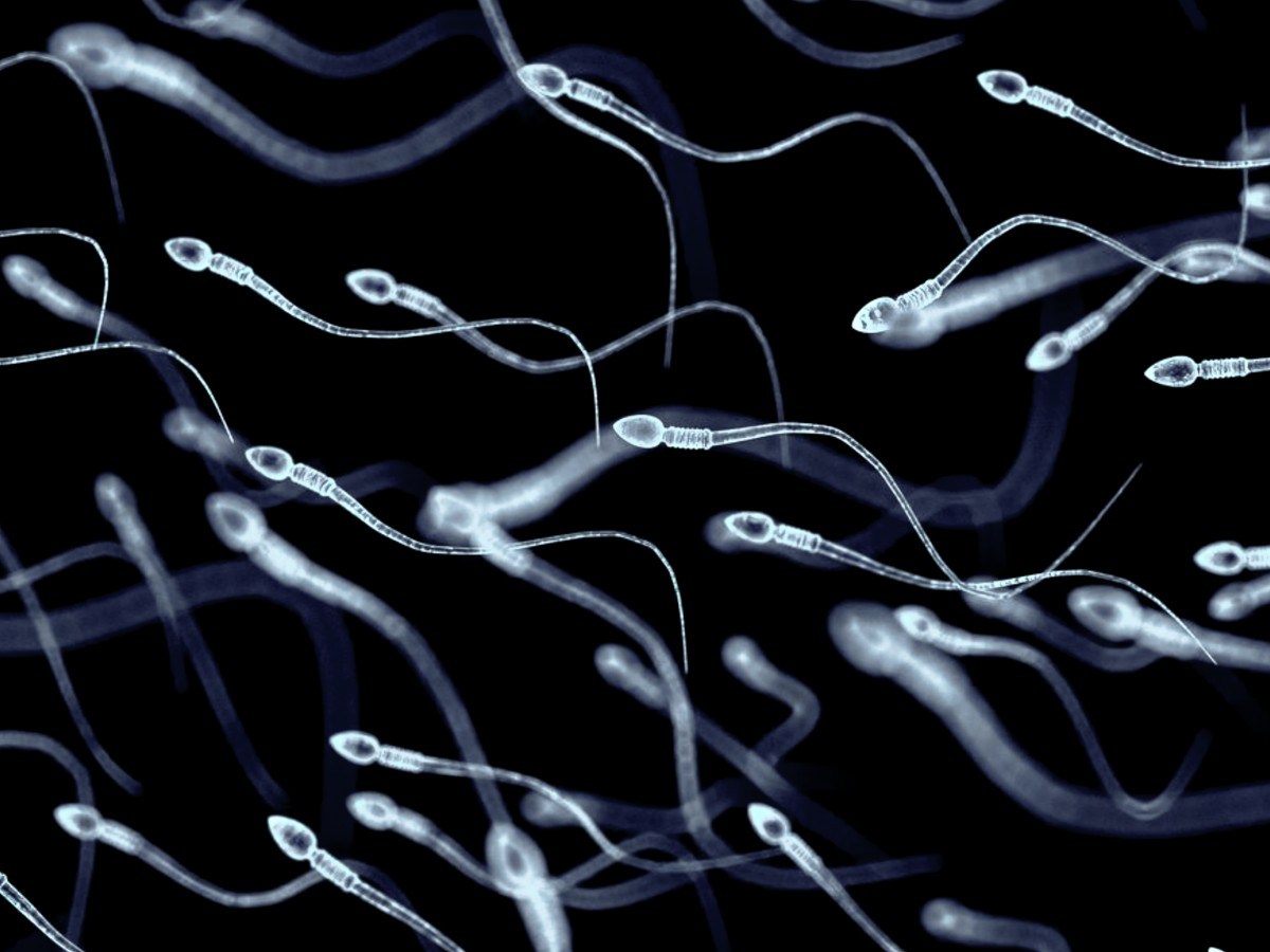 Scientists developing male birth control pill to take 30 minutes before sex