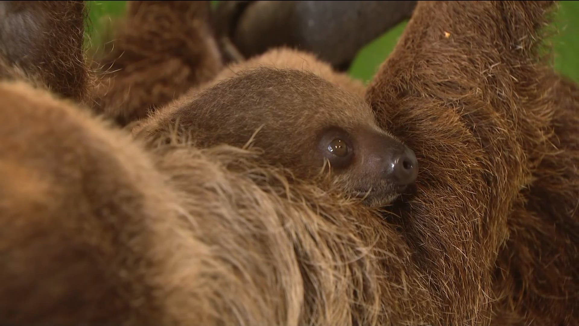 Zoo day | Meet the baby sloth