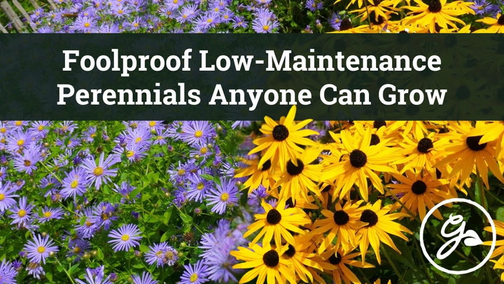 Foolproof low-maintenance perennials anyone can grow | Easy garden ...