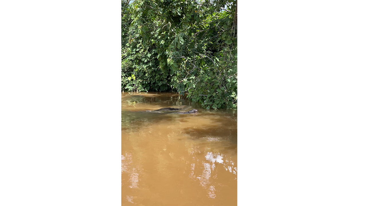 Wild otter swimming along muddy river beneath dense green trees