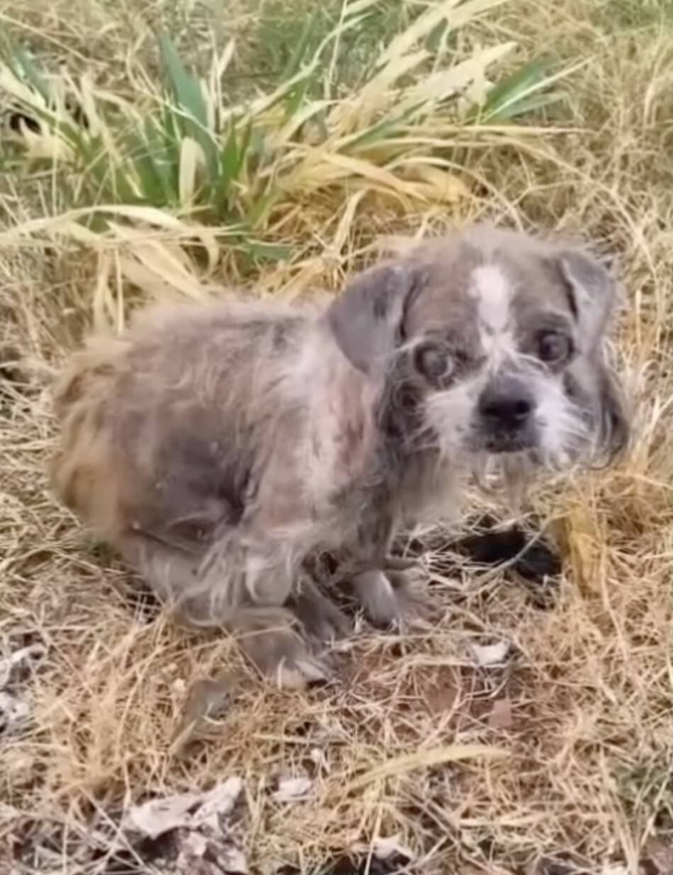 Frail dog surrounded by vultures has no idea her life is about to change