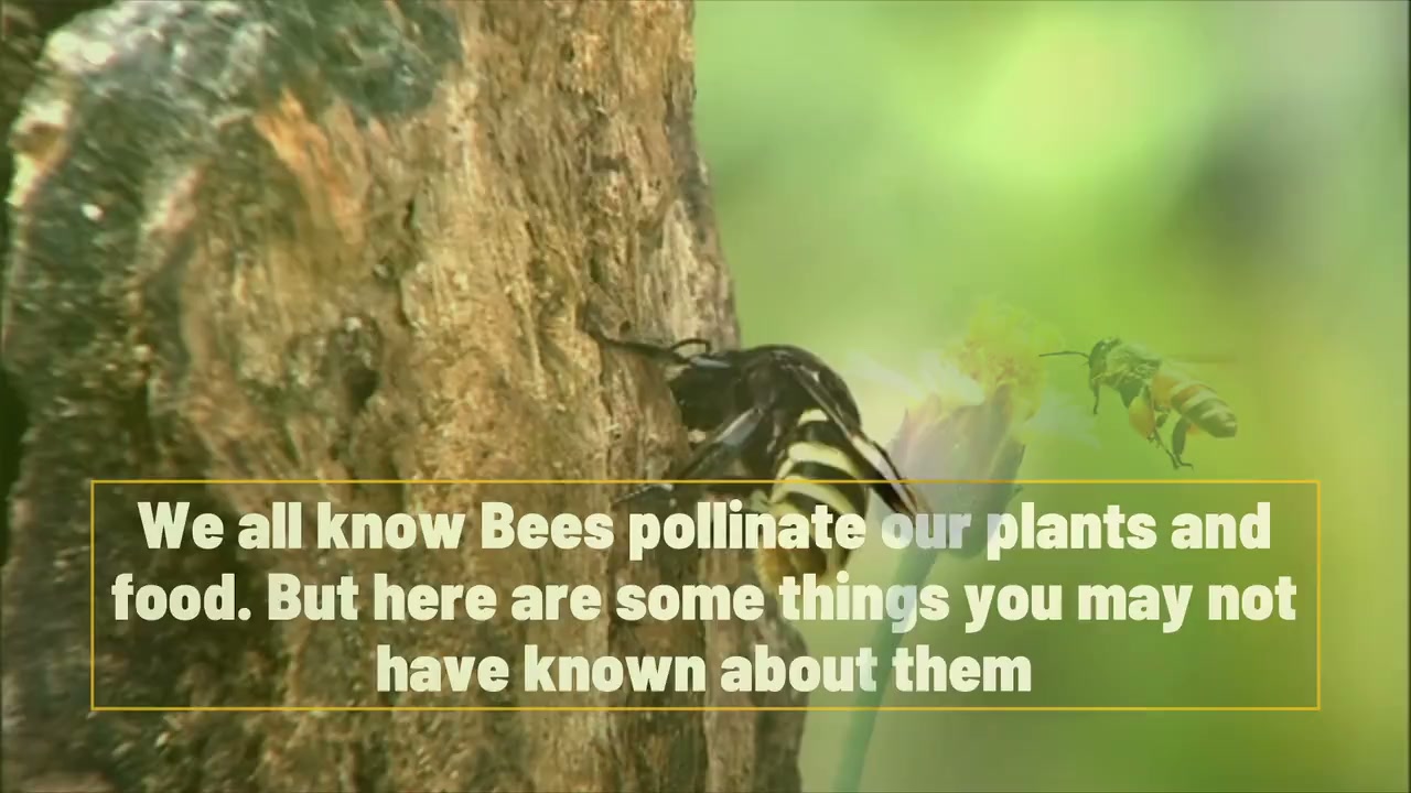 3 things you didn’t know about bees