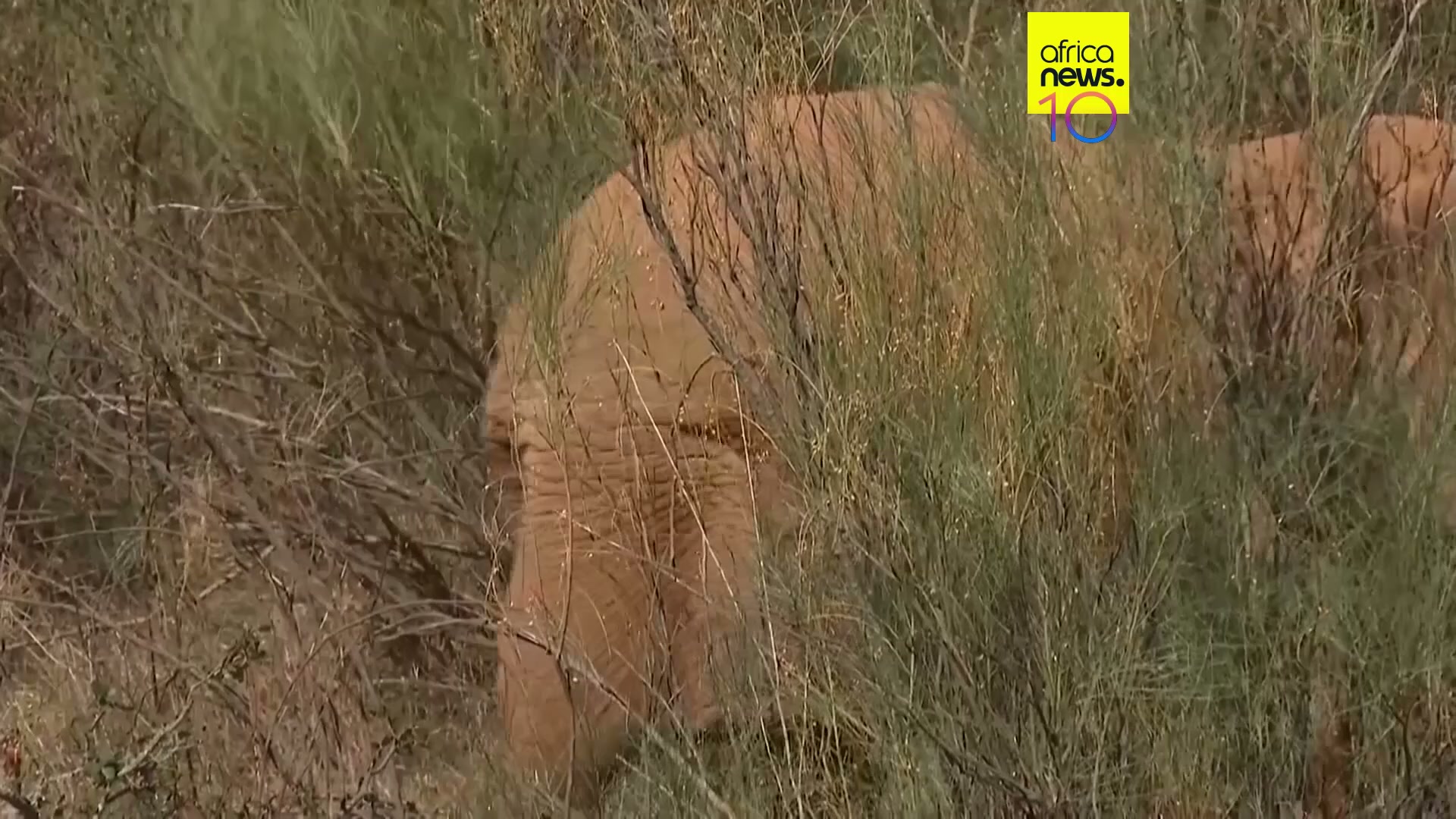 Portugal’s last circus elephant begins a new life at wildlife sanctuary