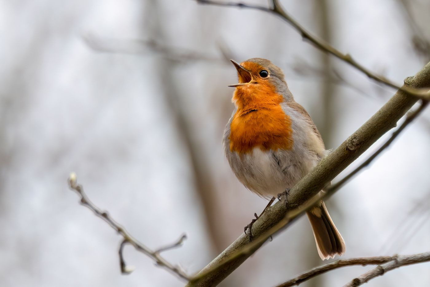 Merlin Bird : comment reconnaître facilement les oiseaux autour de vous
