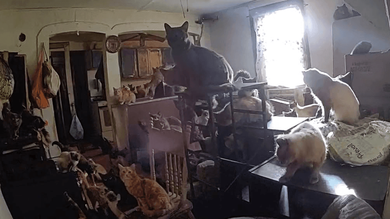 More than 100 cats removed from Catskill apartment, two arrested