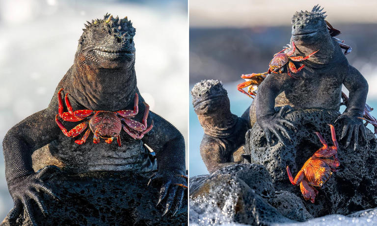 Sight of the iguana: Lizard cuts a dash and strikes a pose wearing a ...
