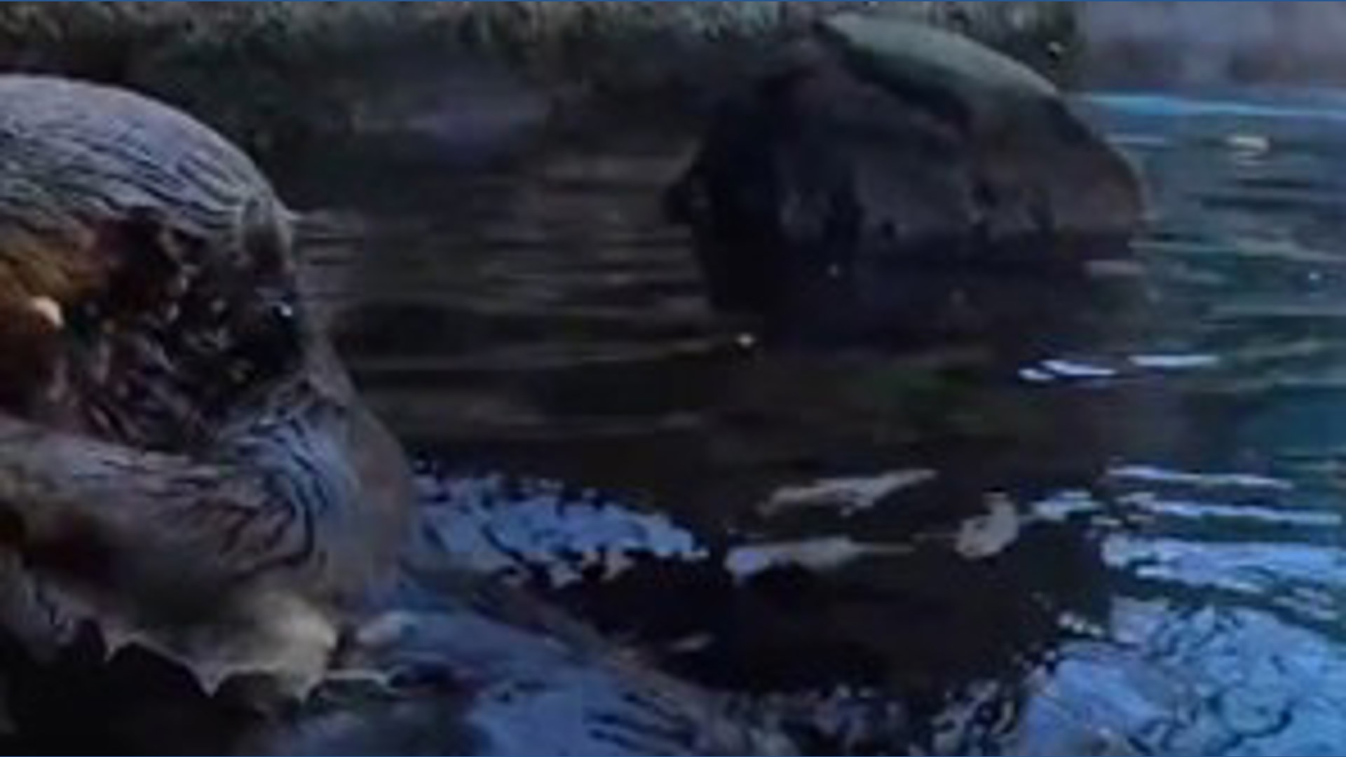 Oregon Zoo sea otters shoot hoops with mini pumpkins