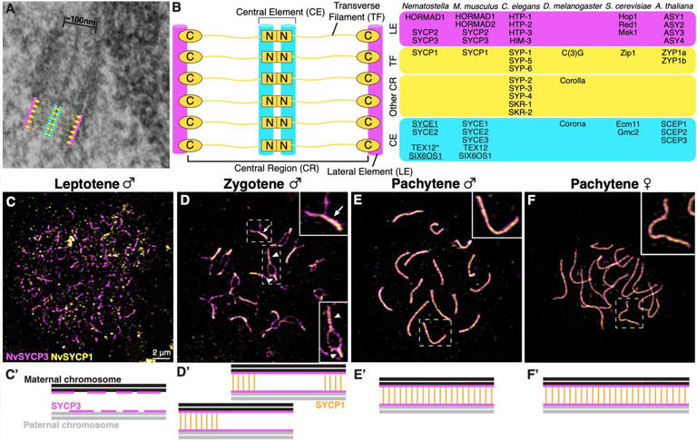 From sea anemone to human fertility: A new research organism for ...