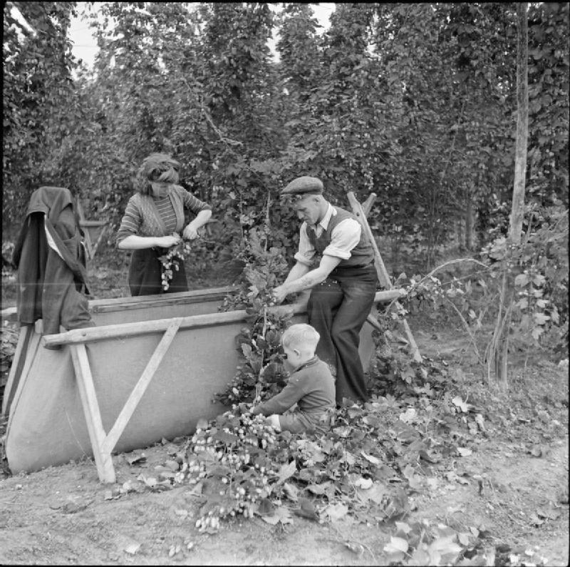 16 things that were normal at the hop harvest in 1955 that no farm ...