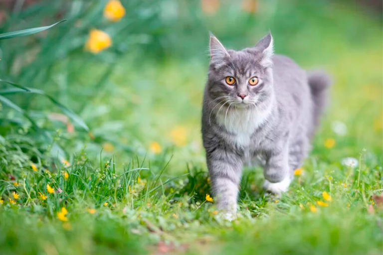Schluss mit Katzen-Leid: Das kommt jetzt auf Stuttgarter ...