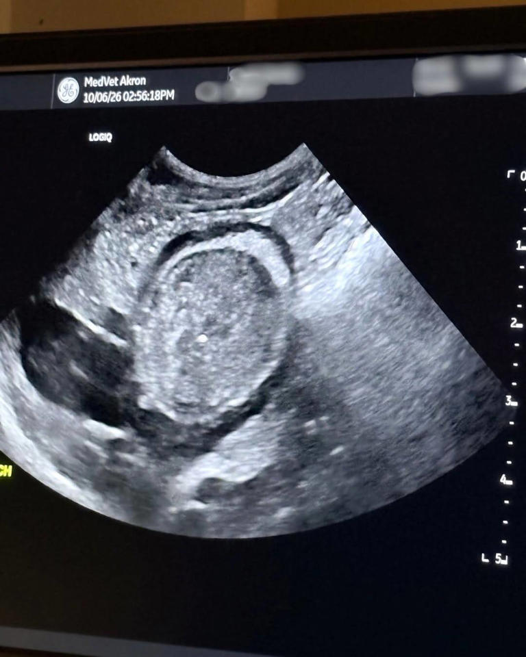 Ohio vet discovers dog’s inoperable tumor is actually a whole potato