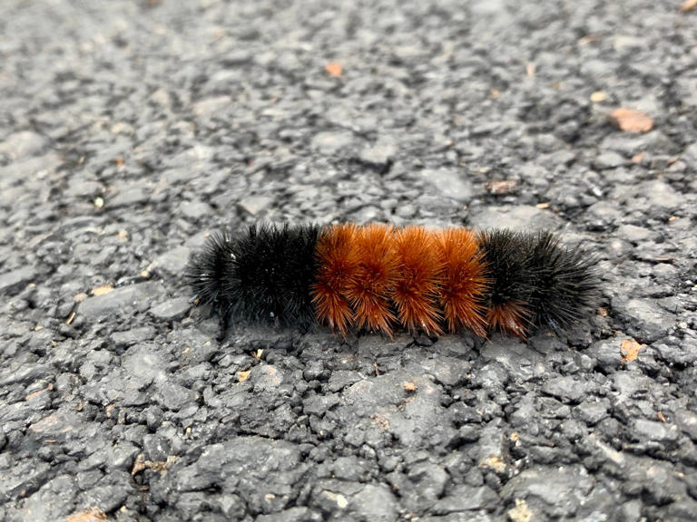 Results of 2026 Woolly Worm Race in North Carolina predict winter weather