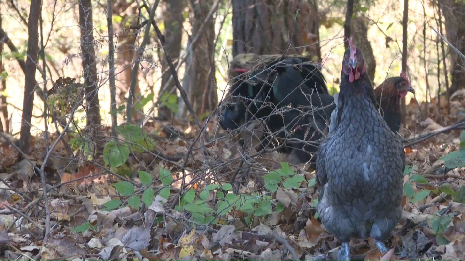 City of Shepherdsville set to vote on a chicken ordinance next week