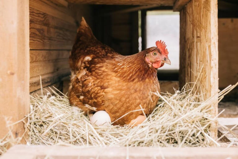 Scientists stunned: Chickens can actually count and make logical decisions