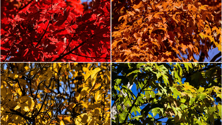 Fall colors peak at higher elevations across western North Carolina