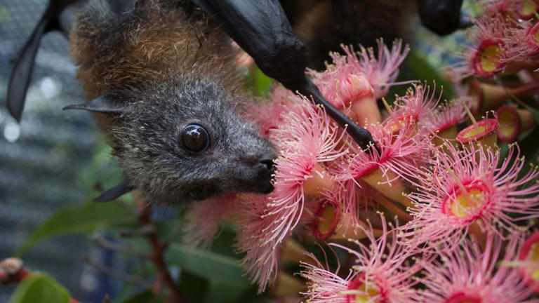 Mass starvation event rocking Australia’s native flying fox population ...