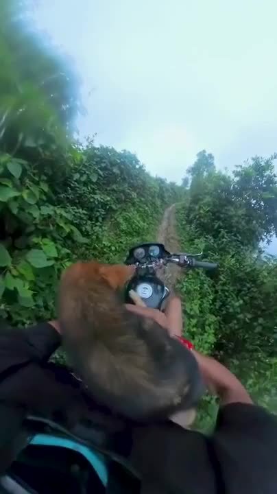 Man rescues dog from bushes and gives him ride home