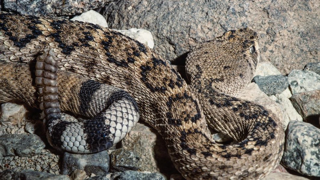 11 venomous and toxic creatures found in the US