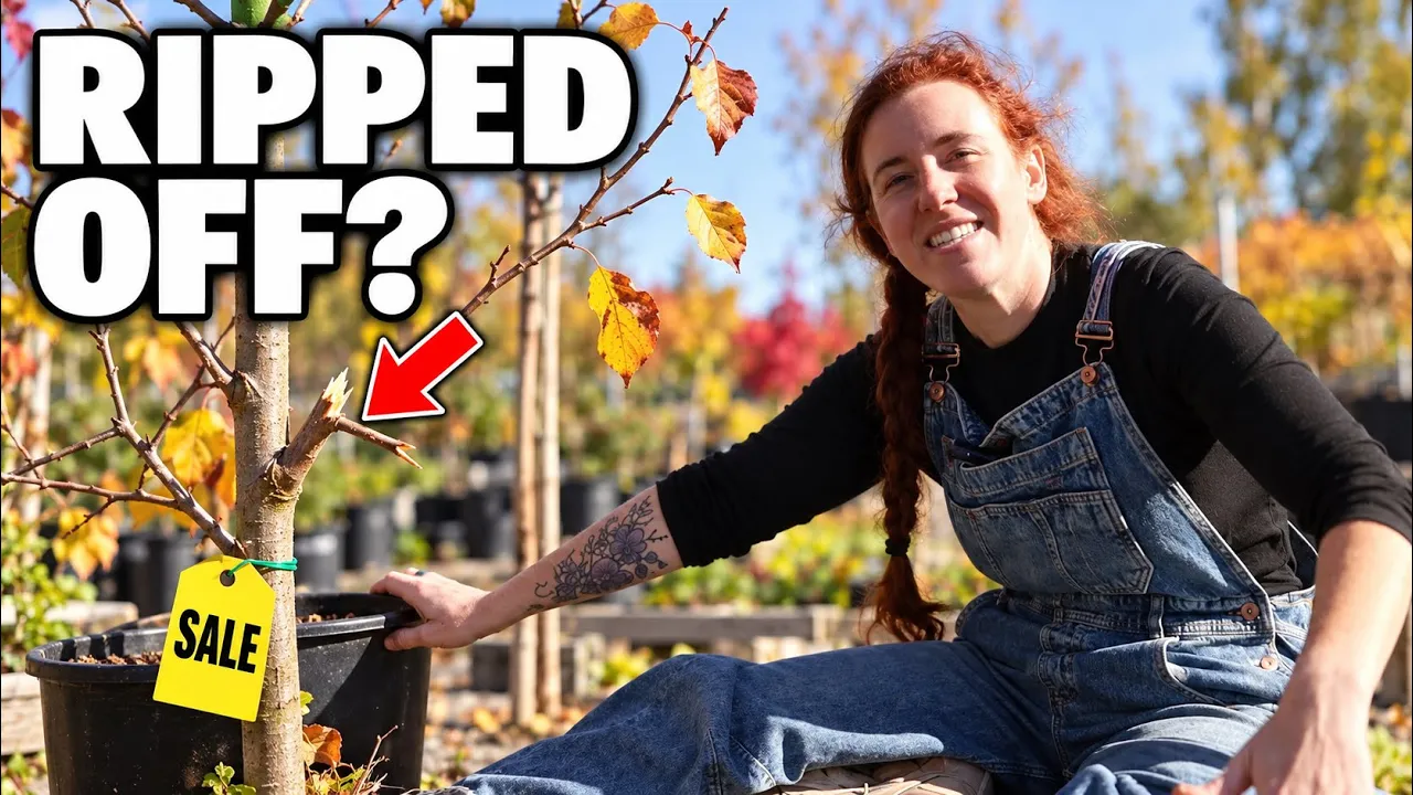 Fall clearance fruit trees: A bargain or an expensive mistake?