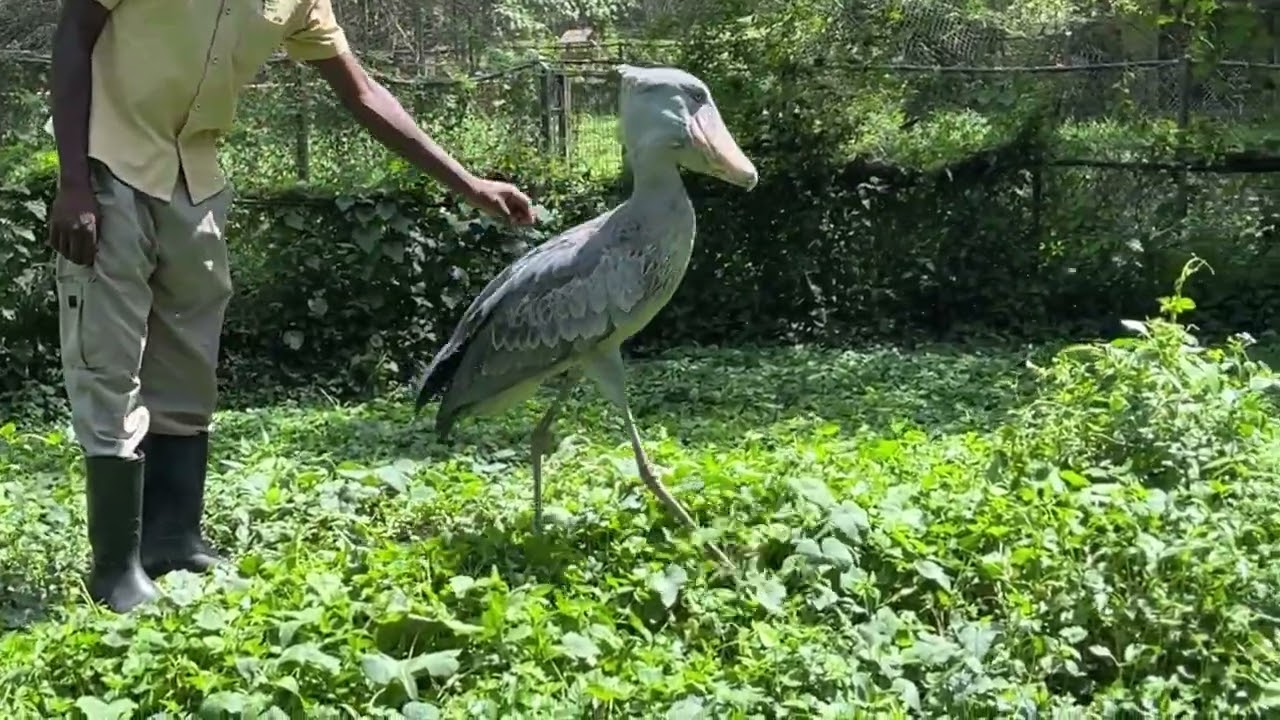 Shoebill stork ignores its handler