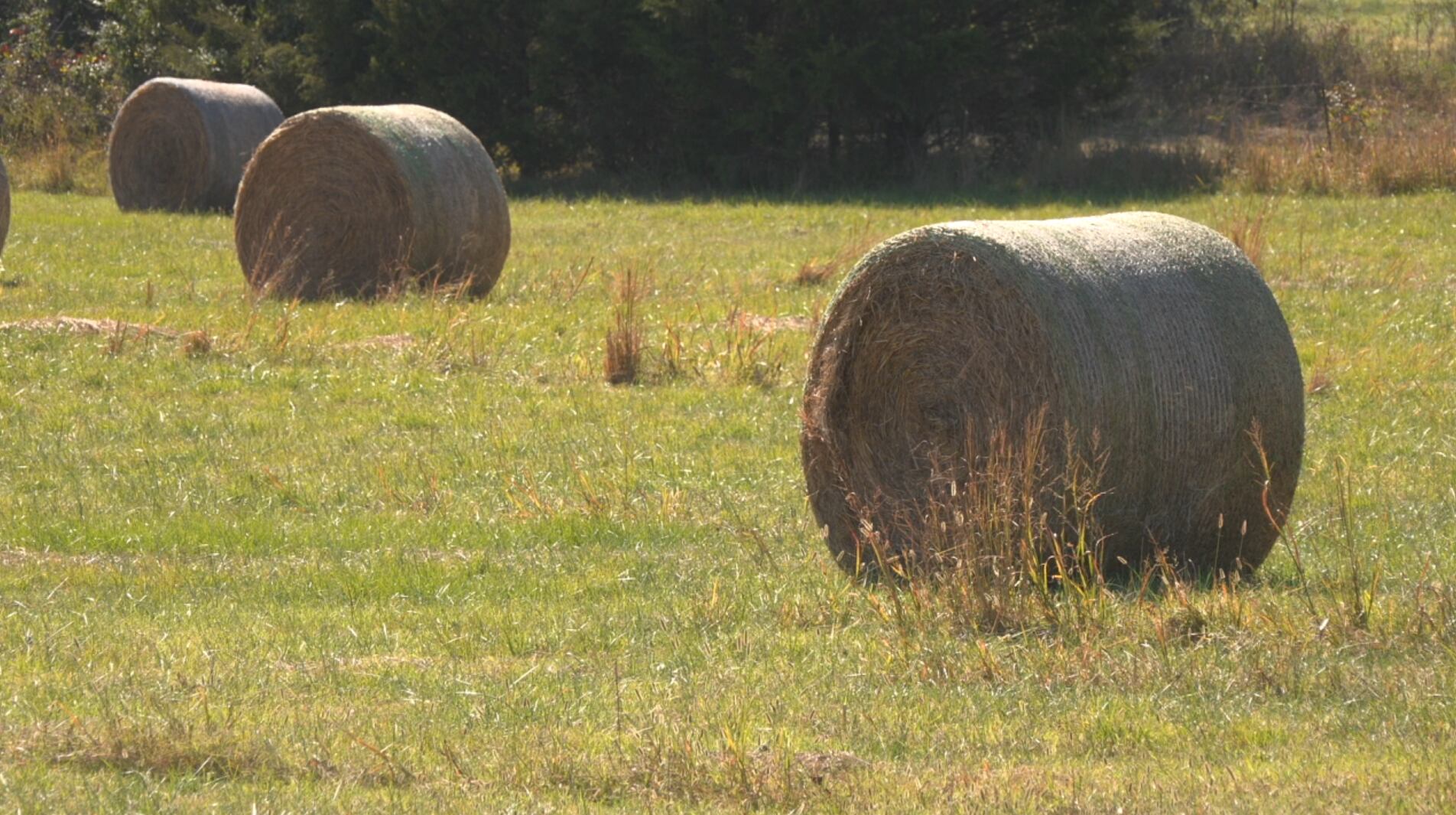 Drought causes hay-ride closure at Water Valley Haunted House