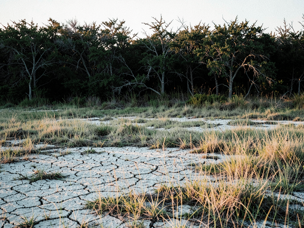How one invasive tree quietly dismantled the grasslands of Kutch